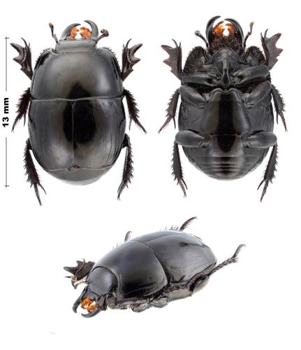 Pactolinus sp.